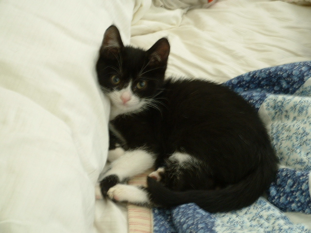cat2.jpg