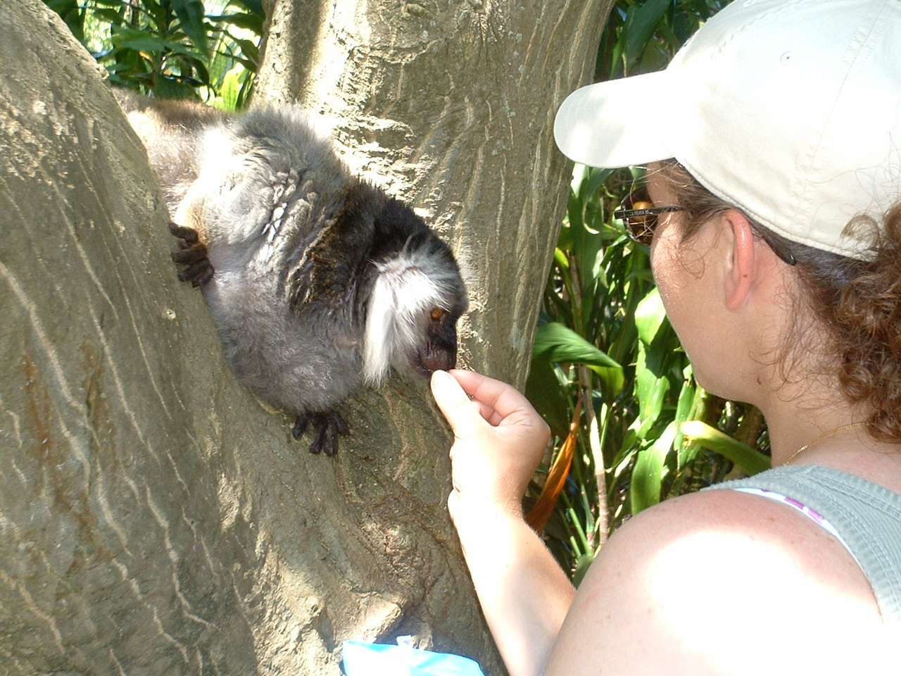 chrysfeedingmonkey.jpg